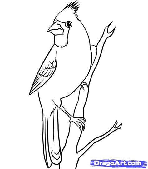bird drawings easy drawings animal drawings drawing birds peacock