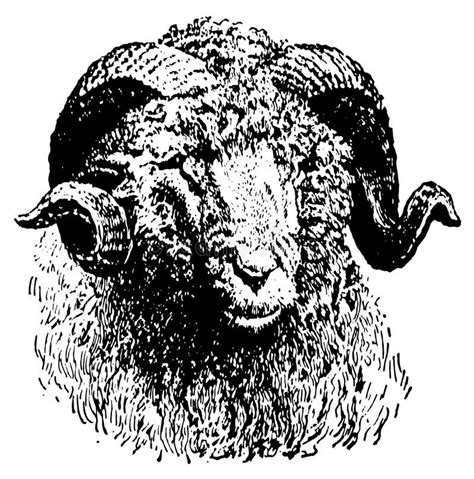 schapenkop  antique animal illustrations stock illustratie illustration  hoeven eeuw