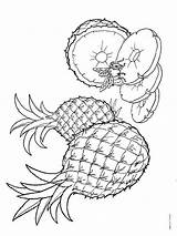 Pages Pineapple Coloring Fruits Printable Recommended sketch template