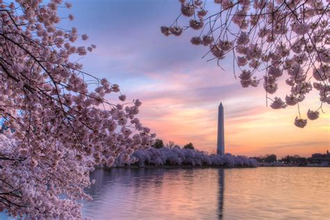 lesser  cherry blossom spots  dc insidehook