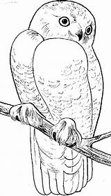 Snowy Owls Uil Uilen Kleurplaten Dieren Animalstown Tekeningen Dier Pyrography Tekening Crisia sketch template