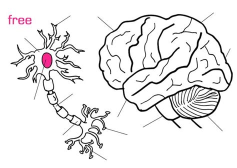 brain neuron coloring page brain neurons neurons coloring pages