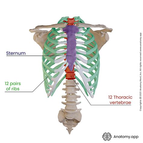 rib cage encyclopedia anatomyapp learn anatomy