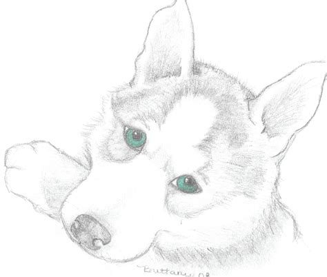 husky coloring pages coloringpages