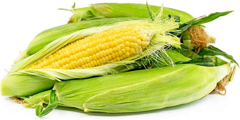 yellow corn information recipes  facts