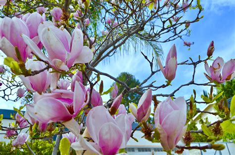 magnolia trees  bloom