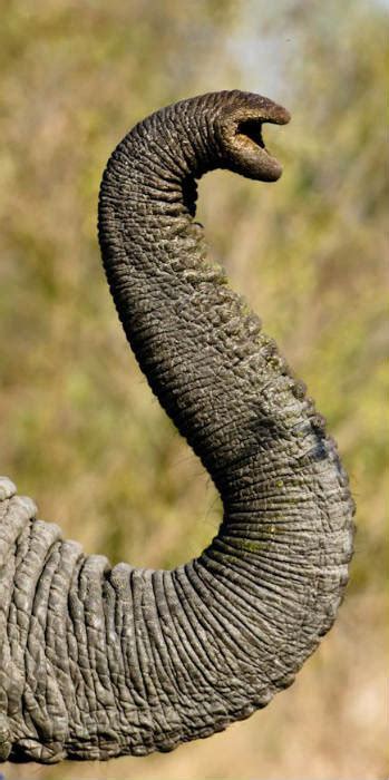Elephant Facts 37 Facts About Elephants ←factslides→