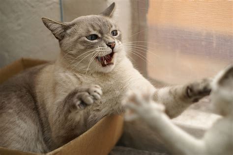 Cat Fights How To Manage Fights Between Cats In Your Home Ontario