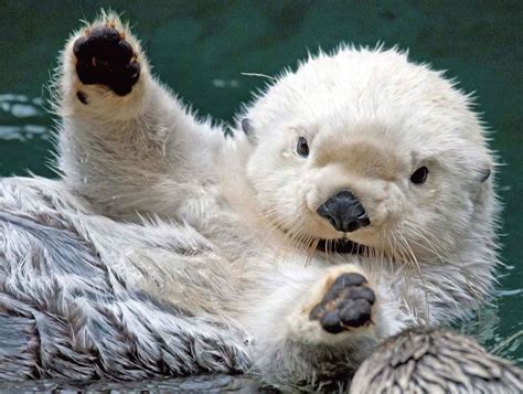 cute baby sea otter wallpaper  baby animal