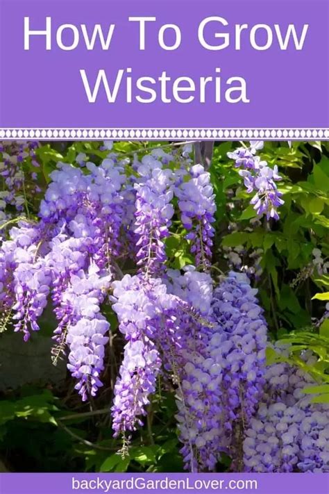 grow wisteria   overtaking  yard