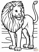 Lion Outline Coloring Pages Lions African Male Animal sketch template