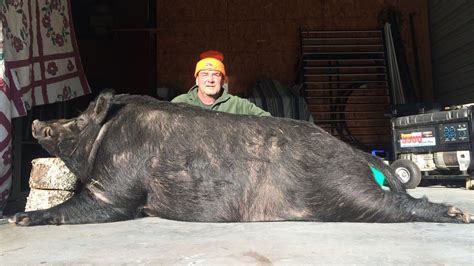 giant wild boar killed  eastern north carolina fox wghp
