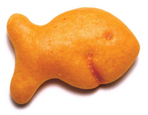 goldfish cracker  photo  freeimages