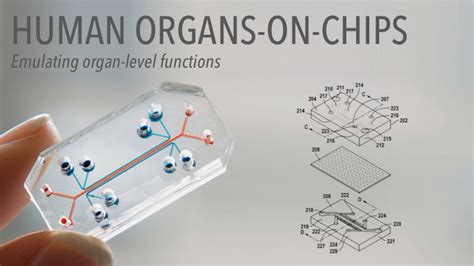 organ   chip model  scientists     body  hrs