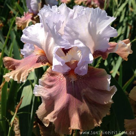 colour page iris flowers iris bulbs sunshine iris nursery