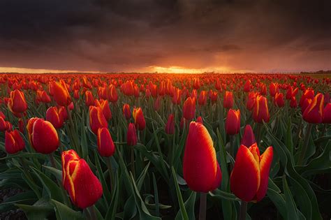 shoot tulips   netherlands