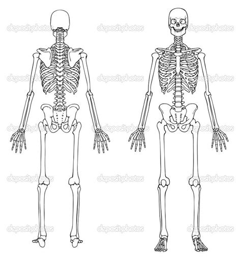 human skeleton blank diagram tenderness   skull human body bones human body organs