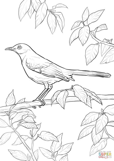 gambar realistic northern mockingbird coloring page  printable