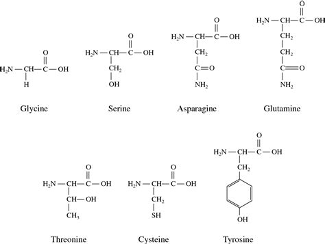 polar  uncharged amino acids  biochemistry dummies