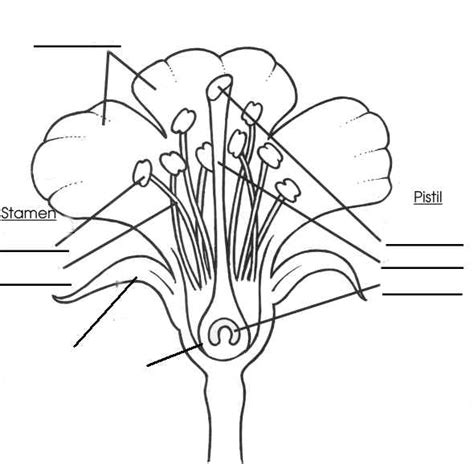 blank flower diagram picture clipart