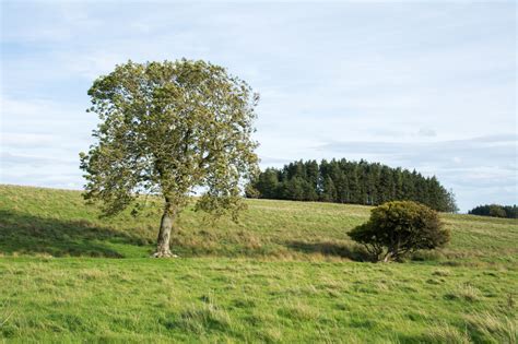 tree  bush   trees   trevor littlewood geograph