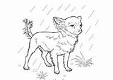 Coloring Pages Boston Terrier Massacre Getdrawings Chihuahua Chiwawa Drawing Getcolorings sketch template
