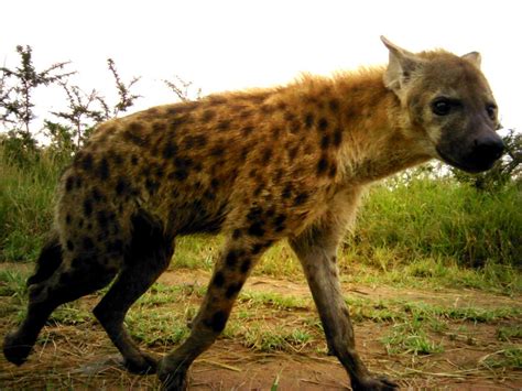spotted hyena sex social structure and conservation status