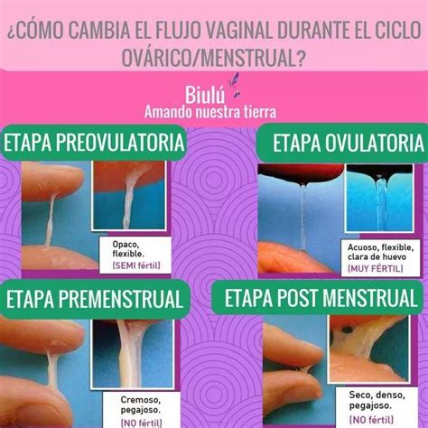 Diferentes Tipos De Flujo En El Ciclo Menstrual Esta