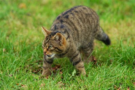 scottish government launches plan  save  wildcat walkhighlands