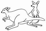 Kangaroo Coloring Pages Colouring Printable Color Kids Template Outline Clipart Print Kangroo Cliparts Australia Animals Animal Book Library Templates Last sketch template