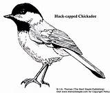 Chickadee Capped Colouring Coloringbay Afbeeldingsresultaten Bing Books Designlooter sketch template