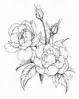 Flower Drawings Peony Botanical Spring Drawing Flowers Coloring Pages Illustration Line Shading Sketches Roses Sketch Peonies Large Floral Beautiful Rose sketch template