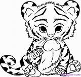 Coloring Tiger Baby Cute Pages Library Clipart Draw sketch template