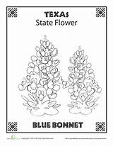 Texas State Flower Worksheets Symbols Kids Choose Board Coloring sketch template