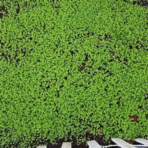 creeping thyme ground cover 1000 seeds fragrant herb