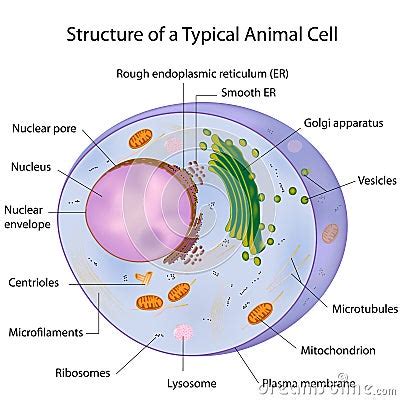 typical cell labeled royalty  stock  image
