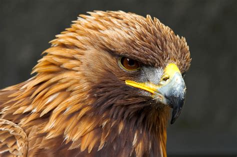 birdgeeking  golden eagle handmade  kylie