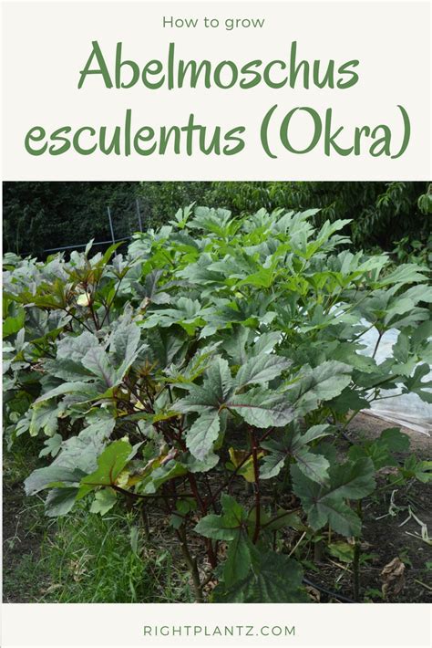 learn   grow okra okra   traditional southern vegetable valued