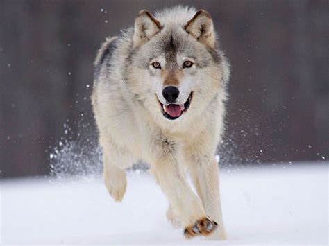 wallpapers wolf  winter wallpapers