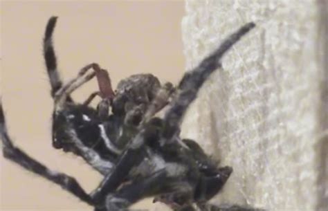 female spiders are forcing male spiders to perform oral