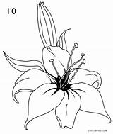 Lily Draw Step Drawing Lilies Stargazer Cool2bkids Getdrawings sketch template