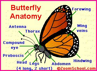 butterflies    butterfly enchanted learning
