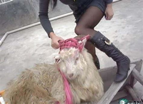 traveled china beautiful girls killing sheep