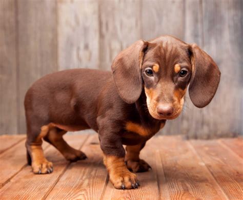 dachshund dog breed information pictures