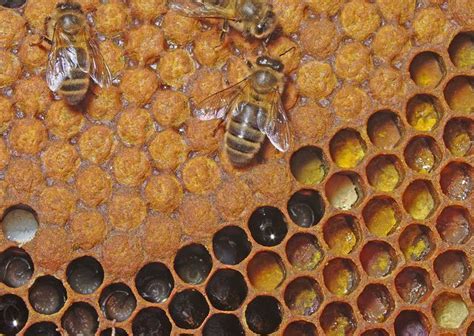 hive  capped brood bee worker bee bee happy