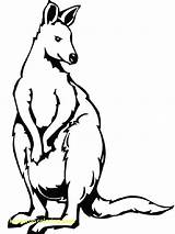 Kangaroo Tree Getdrawings Drawing Coloring sketch template