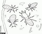 Insectos Colorir Termites Reina Soldado Termitas Soldat Insectes Desenhos Fantasticas Rainha Juegos sketch template