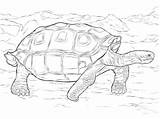Galapagos Tortoise Coloring Pages Realistic Giant Reptiles Printable Drawing Terrapin Print Supercoloring Color Sheets Animals Kids Alligators Parentune Worksheets Child sketch template