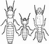 Termite sketch template