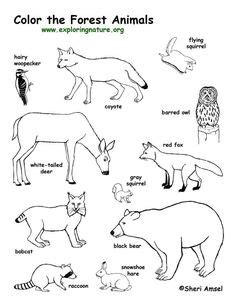 diurnal animals coloring pages coloring pages